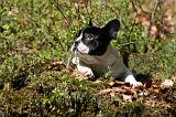 BOULEDOGUE FRANCAIS 1134